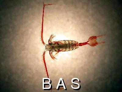 Calanus propinquus, an Antarctic copepod.