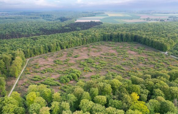 Aerial view of a forest in France.