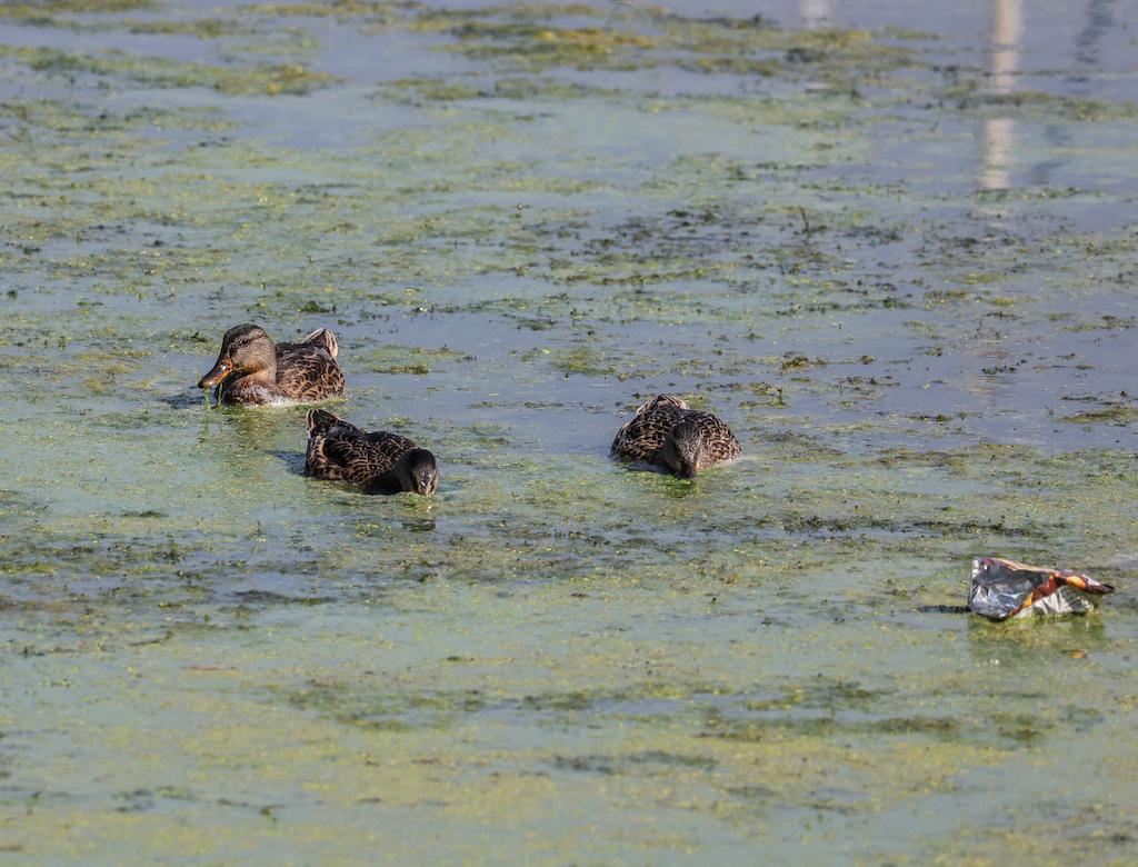 Ducklings feeding on Lough Neagh marina in September 2023.