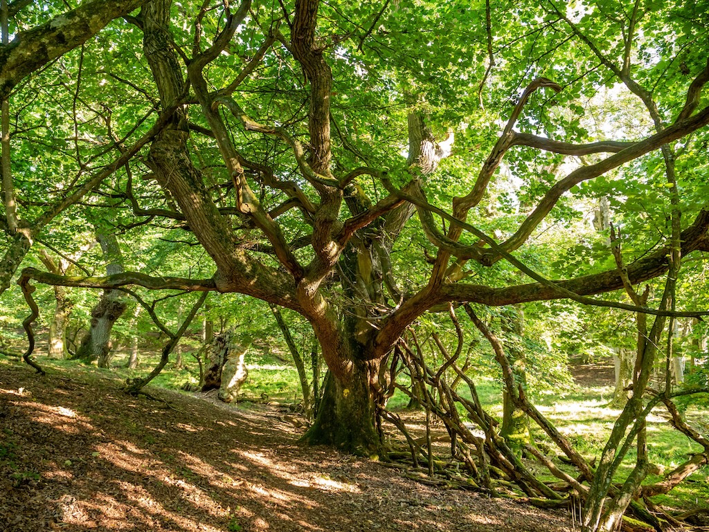Old oak tree in a forest on Livø island, Denmark.