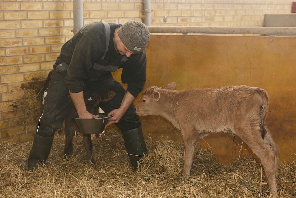 A farmer feeding milk to a newborn calf in Ringkobing, Denmark in May 2024.