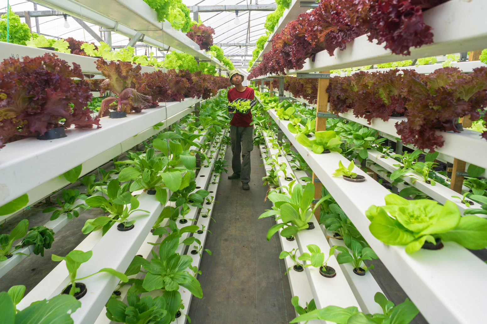 Farmer in an organic hydroponic vegetable farm in Malaysia