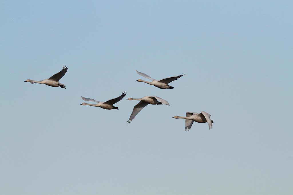 Whooper swans in flight over Northern Ireland.